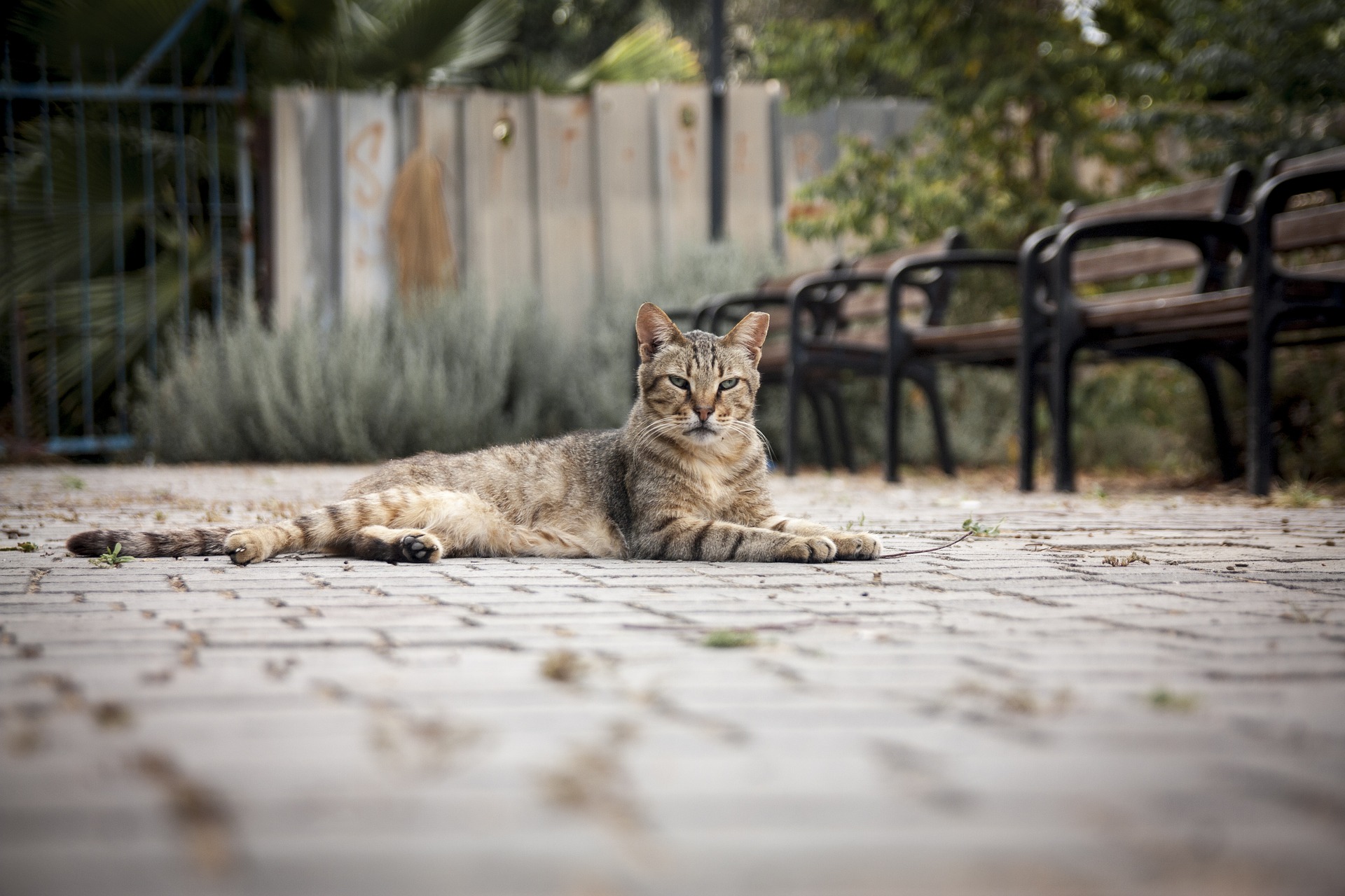 6.1 Katze_Baenke_pixabay